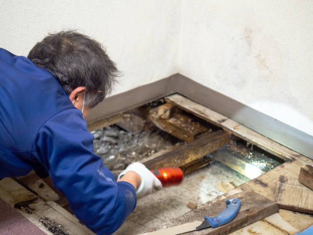 Best Mold Removal Company Near Me  in Bellefontaine, OH