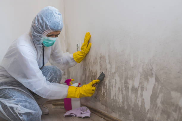Mold Testing and Removal in Bellefontaine, OH