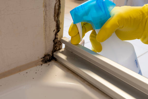 Office Mold Removal Services in Bellefontaine, OH