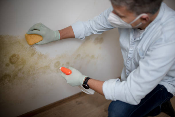 Best Mold Damage Repair  in Bellefontaine, OH