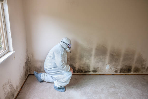 Best Affordable Mold Removal  in Bellefontaine, OH